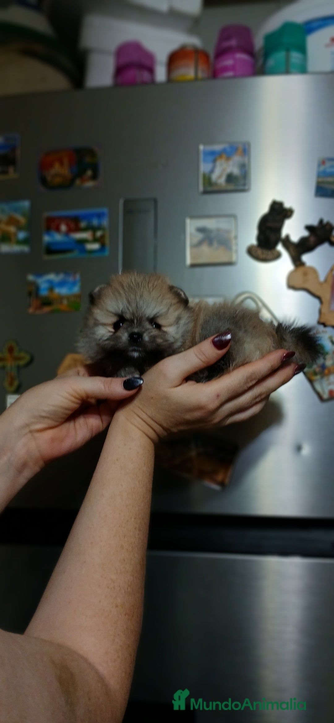 Pomerania perros en venta: Hembritas de pomerania línea rusa y coreana  - Imagen 3
