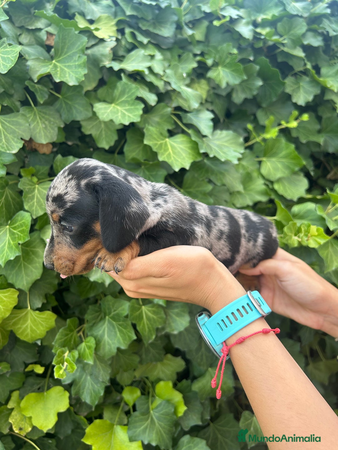 Teckel Miniatura perros en venta: teckel arlequin negro y fuego  - Imagen 4