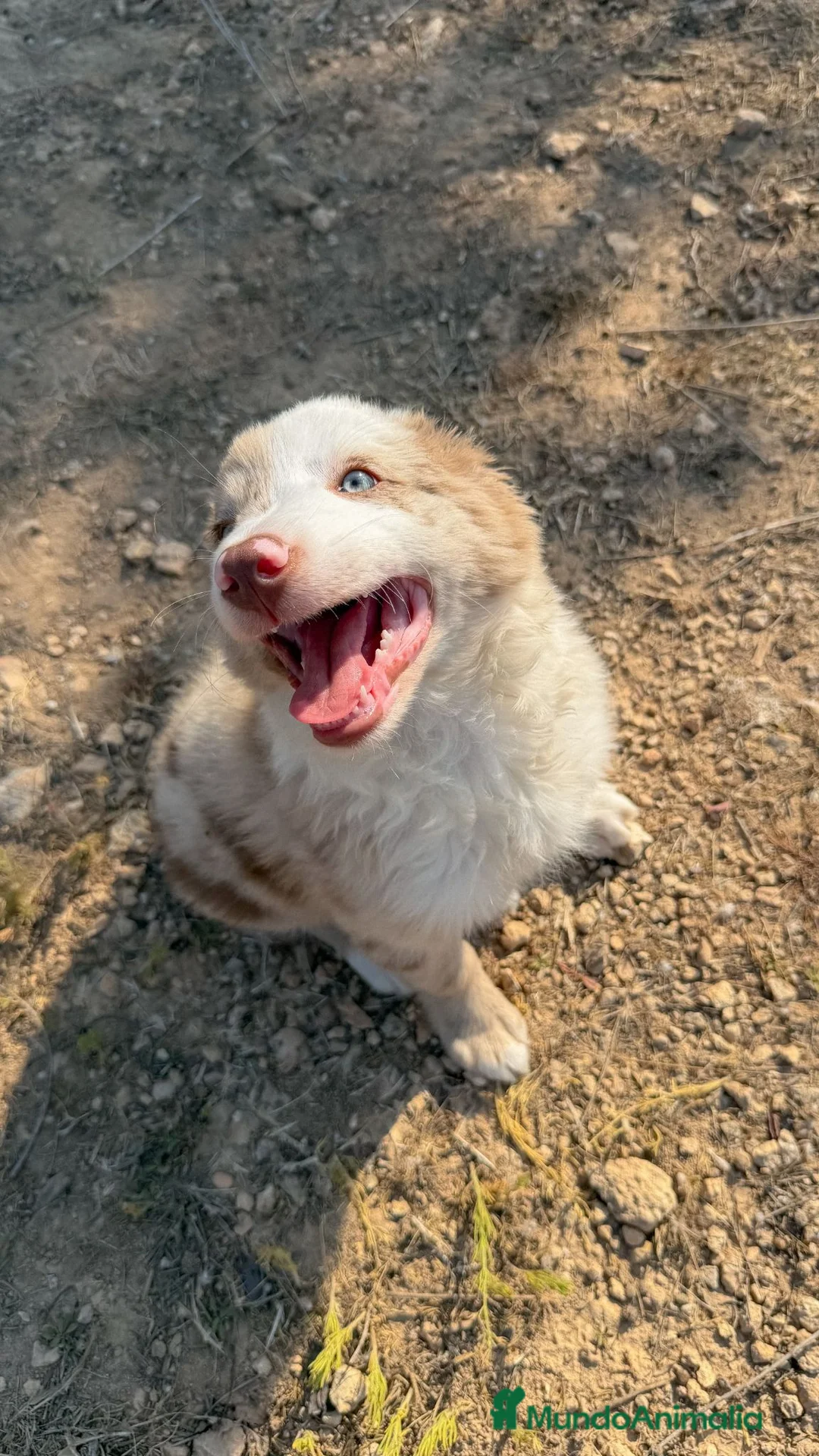 Border Collie perros en venta: MACHITO BORDER COLLIE MERLE ROJO - Anuncio 1