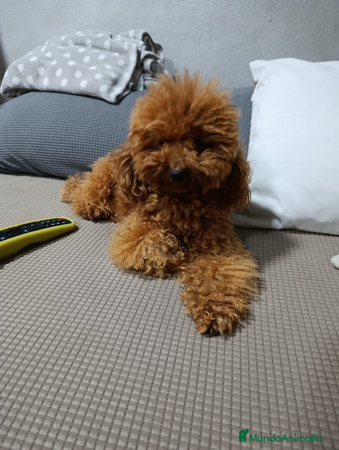 Caniche Toy perros en venta: Caniche toy  - Anuncio 7