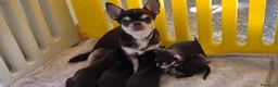 Chihuahua perros en venta: CHIHUAHUA CHOCOLATE 🍫  - Anuncio 3