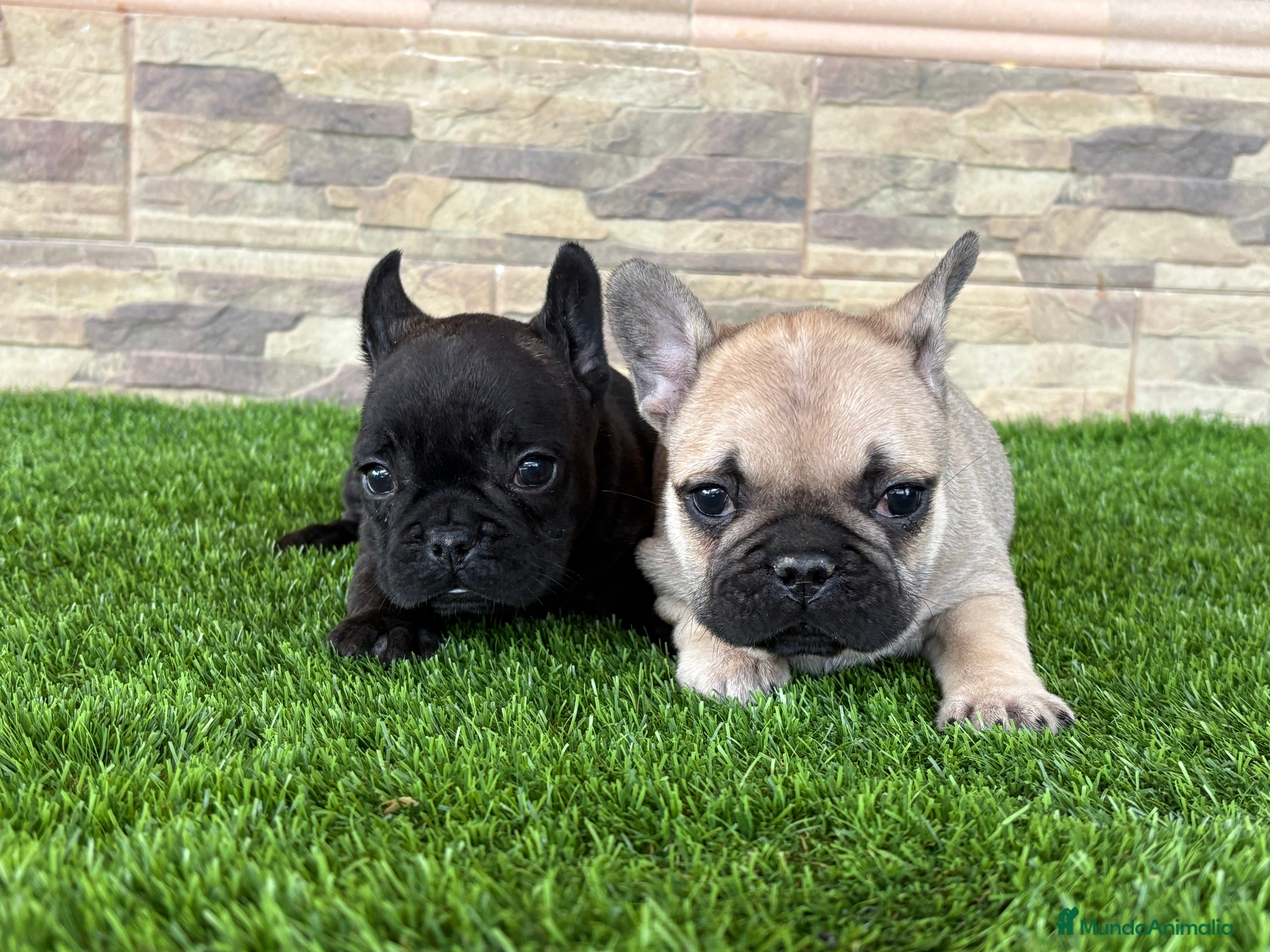 Bulldog Francés perros Cachorros de bulldog  - Anuncio 2