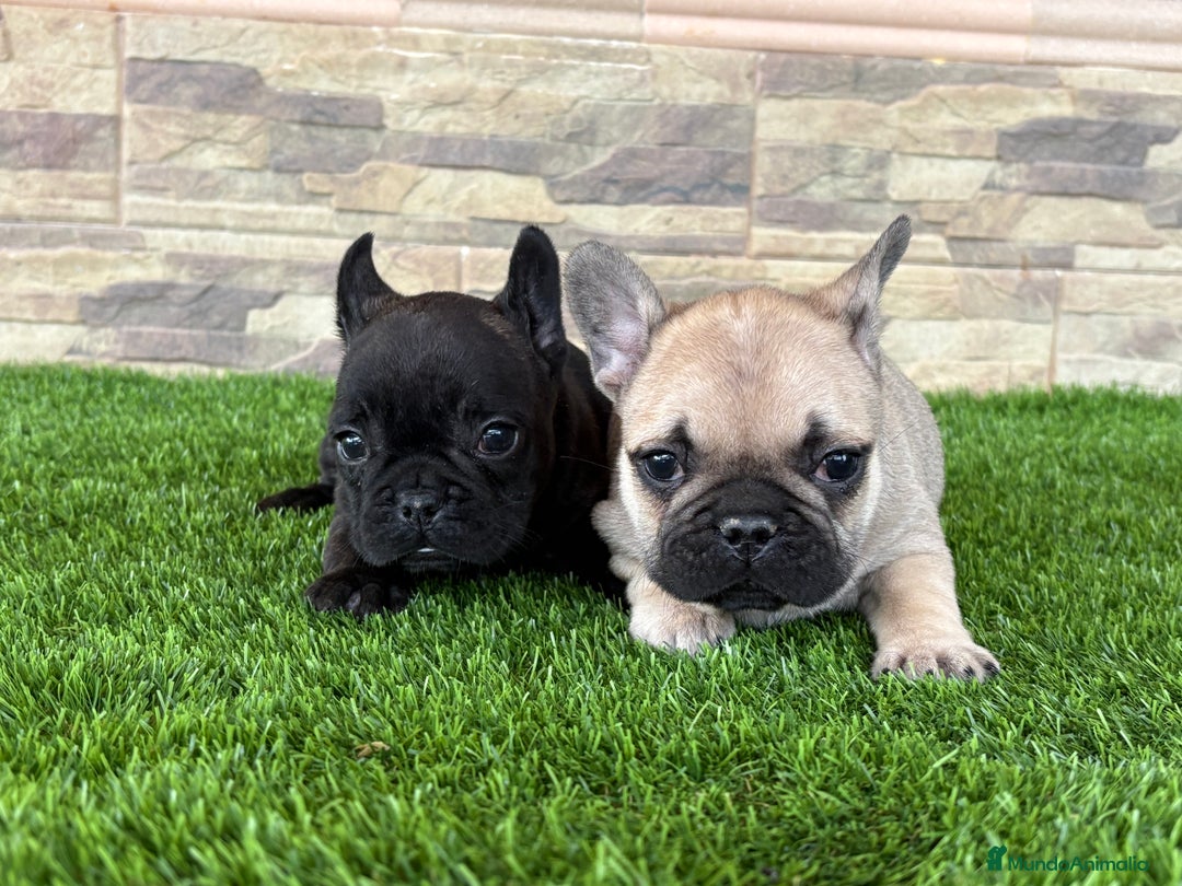 Bulldog Francés perros en venta: Cachorros de bulldog  - Anuncio 1