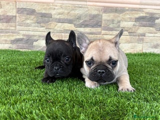 Bulldog Francés perros Cachorros de bulldog - Anuncio 1