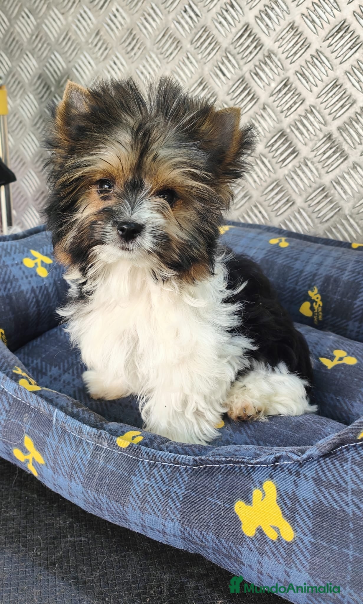 Biewer Yorkshire Terrier a la Pom Pon perros Cachorritos raza Biewer terrier  en Granada - Anuncio 1