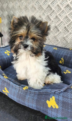 Biewer Yorkshire Terrier a la Pom Pon perros en Granada - Anuncio 1