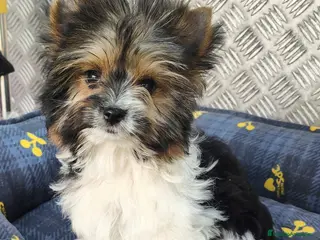 Biewer Yorkshire Terrier a la Pom Pon perros Cachorritos raza Biewer terrier en Granada - Anuncio 6