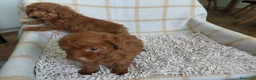 Caniche Toy perros en venta: Caniche toy  - Anuncio 6