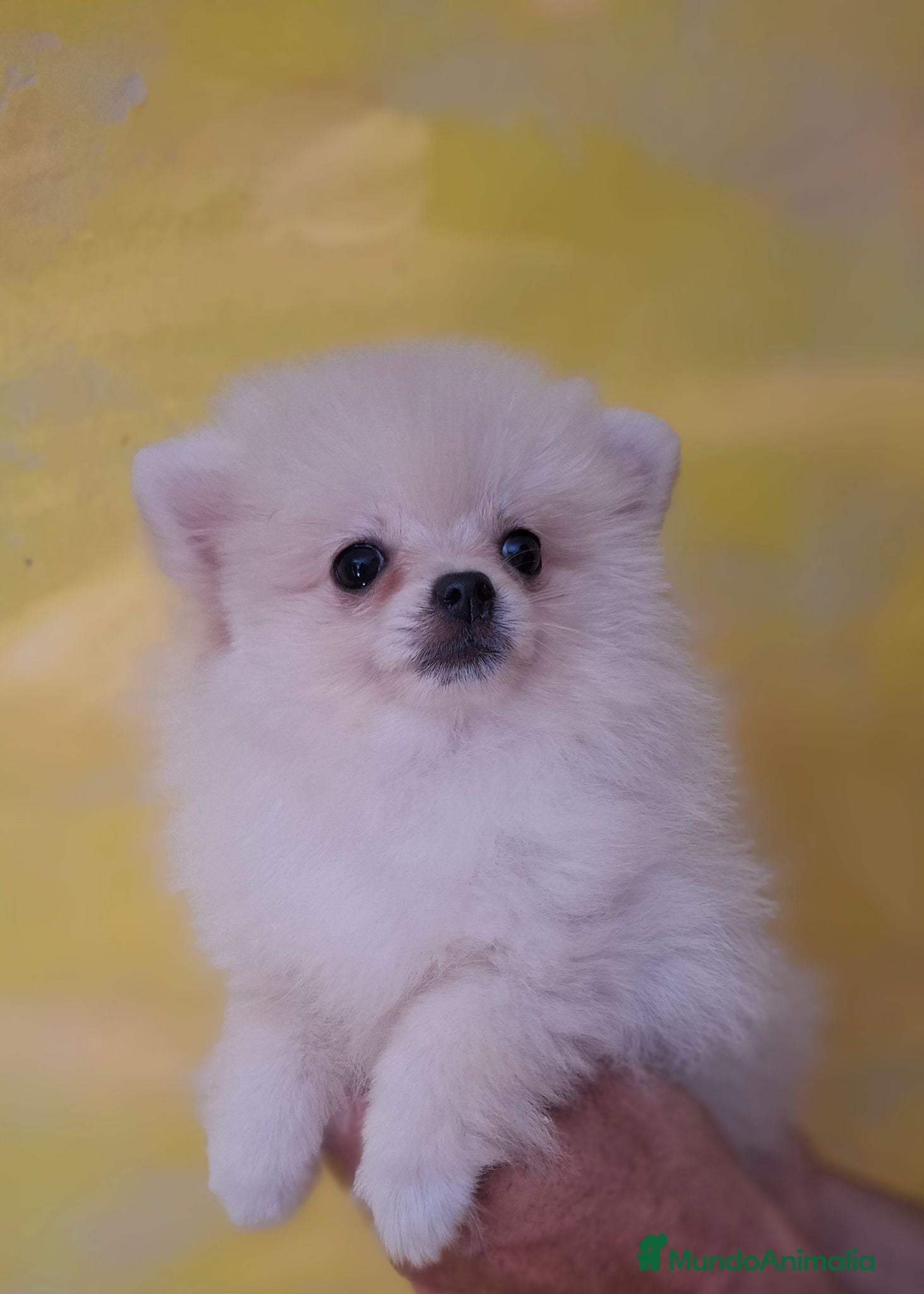 Pomerania perros POMERANIA - Anuncio 1