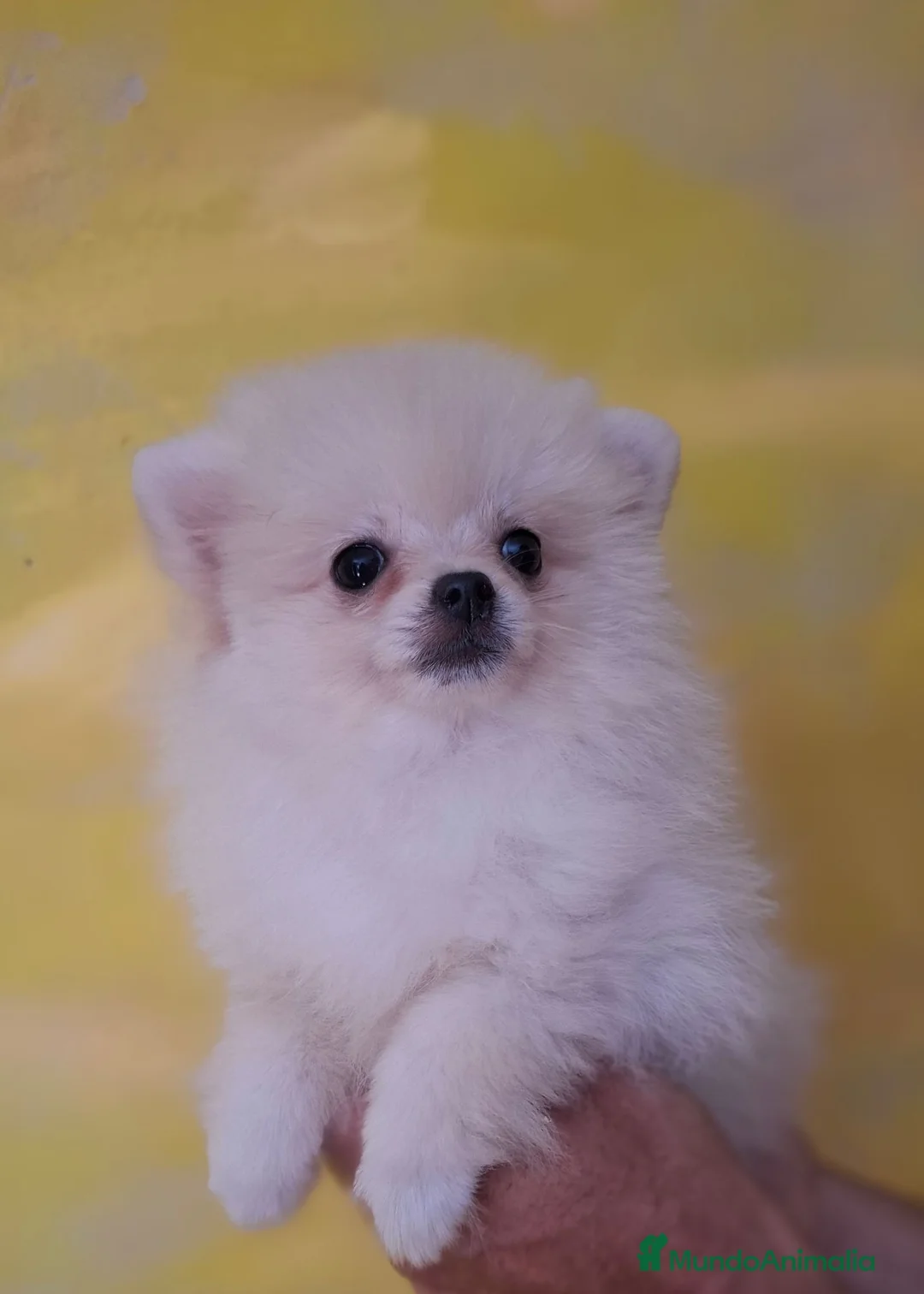 Pomerania perros en venta: POMERANIA - Anuncio 2