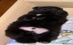 Pomerania perros en venta: Preciosos cachorros de pomerania - Imagen 14