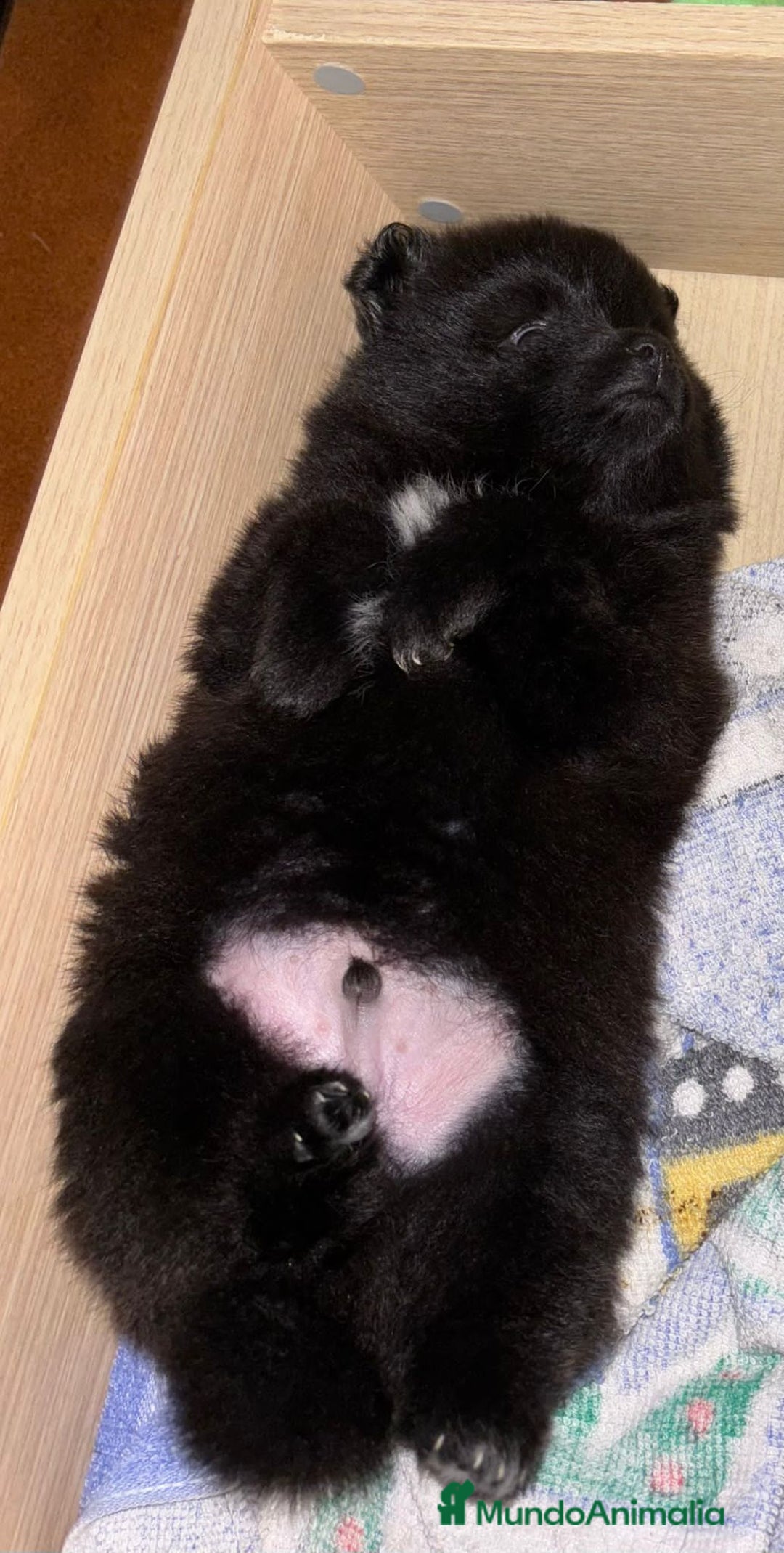 Pomerania perros en venta: Preciosos cachorros de pomerania - Imagen 14