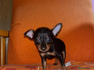 Ratón de Praga perros Ratón de Praga - Anuncio 1