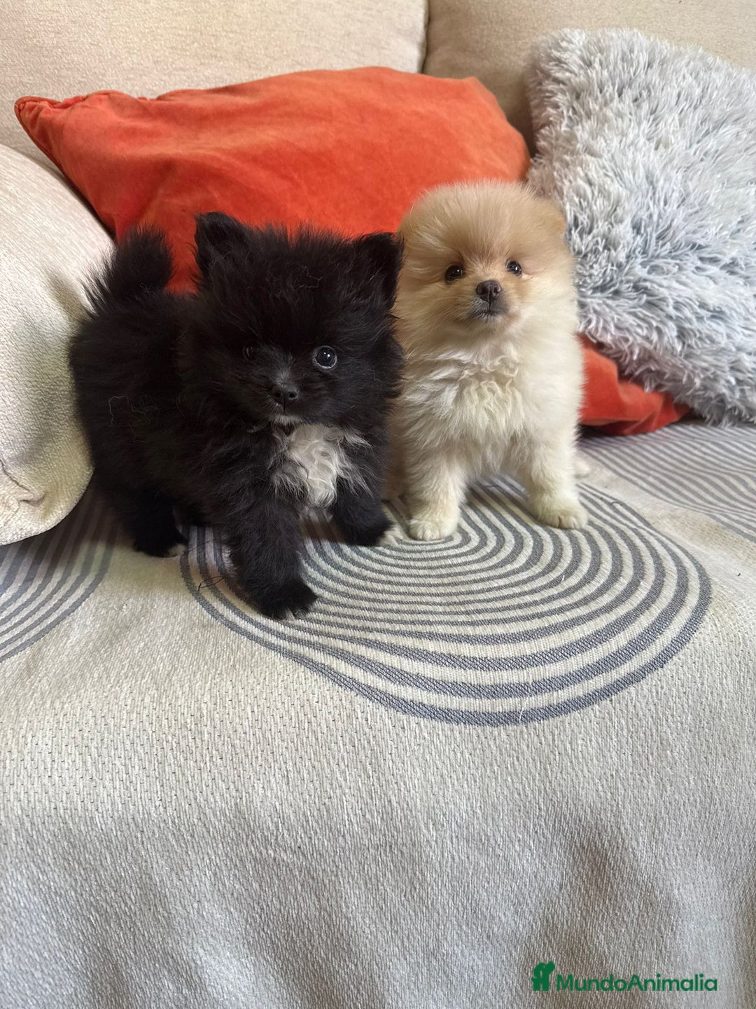 Pomerania perros en venta: Pomerania toys  - Imagen 5