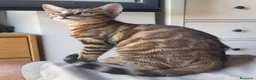 Bengalí gatos en venta: Gata Bengalí – Alta Genética y Crianza Premium - Anuncio 7