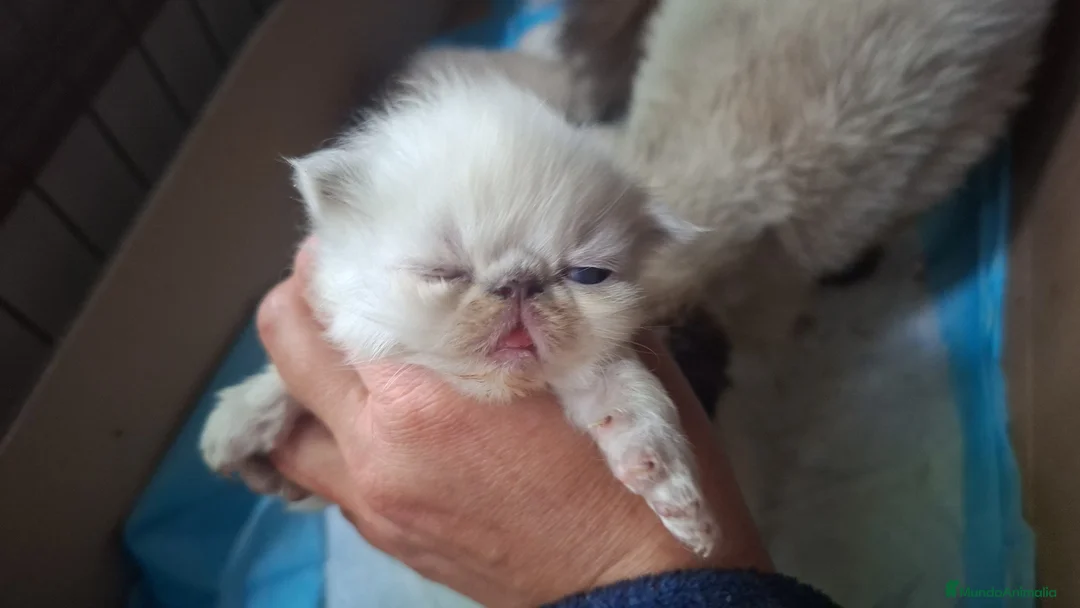 Persa gatos en venta: Persas mallorca - Anuncio 2