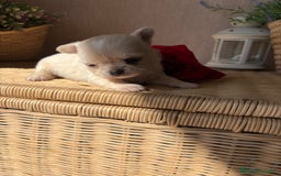 Chihuahua perros en venta: Chihuahua toy macho para diciembre !! - Imagen 7