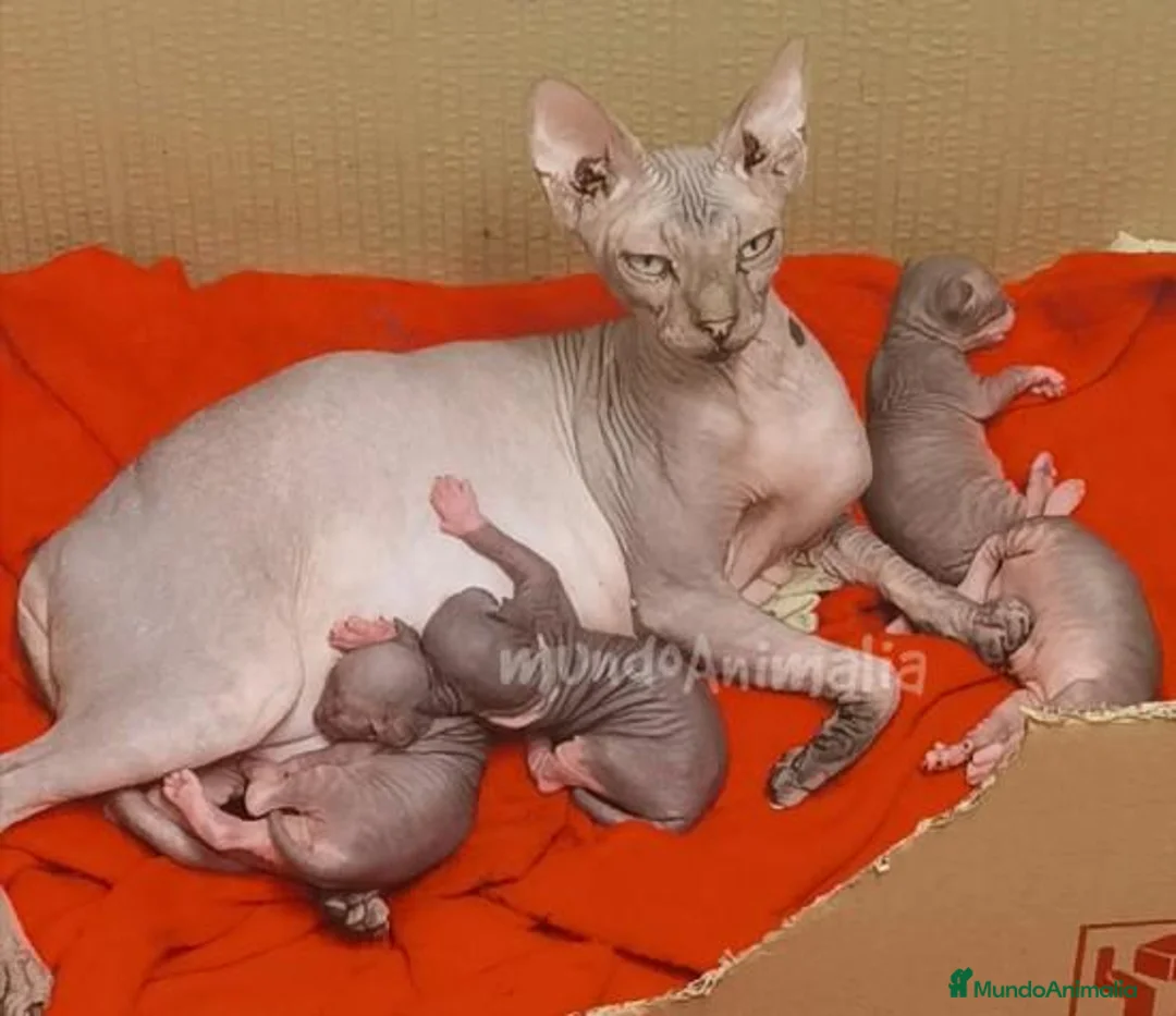 Imagen de galería {{count}}