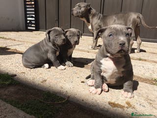 American Pit Bull Terrier perros AMERICAN PITBULL BLUE,MERLE,TRICOLOR... en Sevilla - Anuncio 24