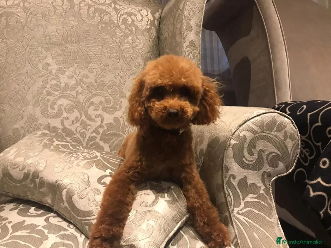 Caniche Toy perros en venta: caniche toy rojo - Anuncio 5