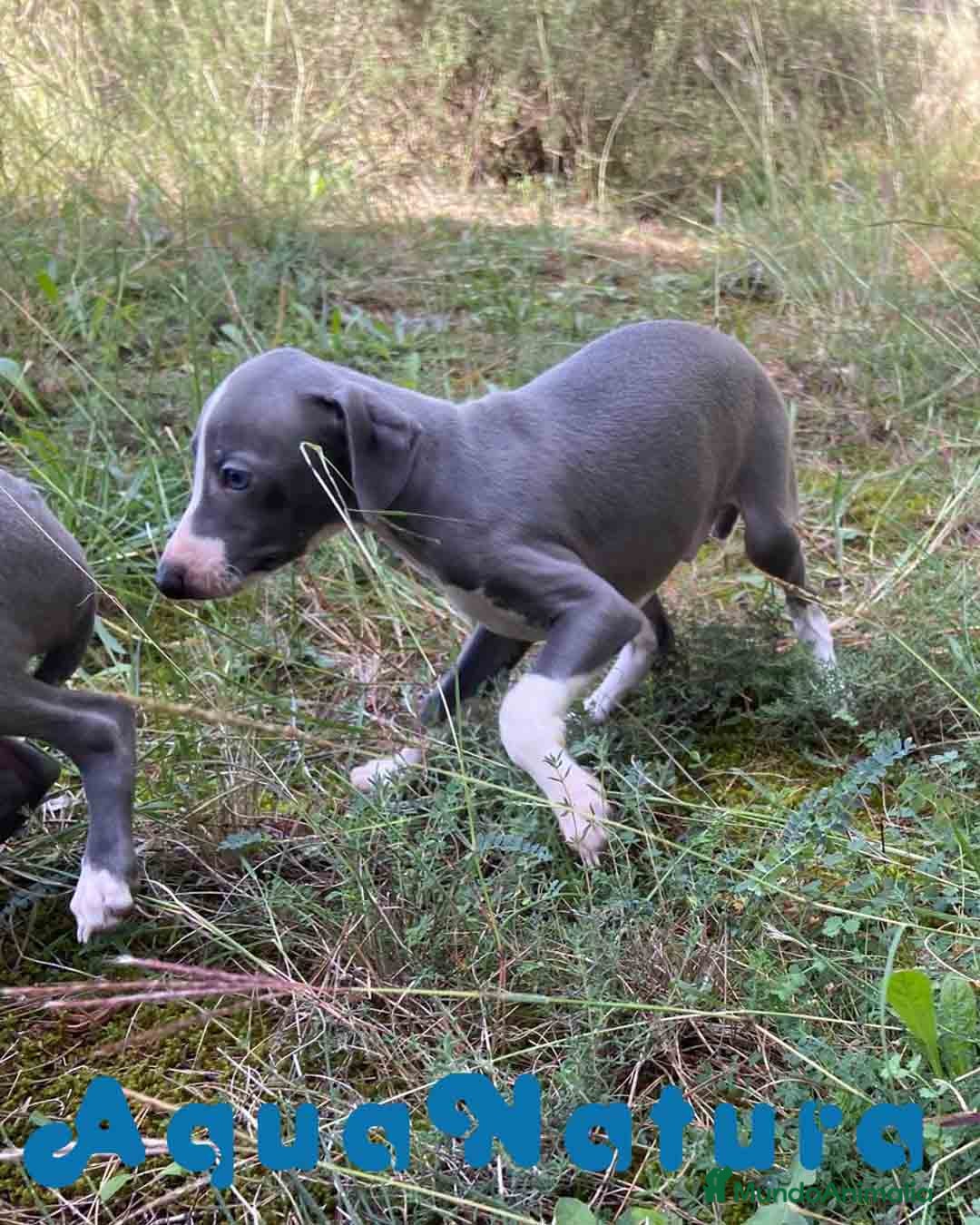 Pequeño Lebrel Italiano perros en venta: Lebrel Italiano Hembra 2 de BN AQUANATURA - Anuncio 3