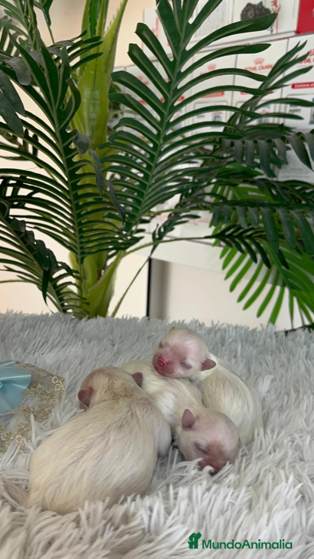 Bichón Maltés perros en venta: BICHON MALTES 100% COREANO - Anuncio 7