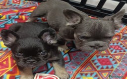Bulldog Francés perros en venta: Fluffy lilac y Big rope fluffy  - Imagen 5