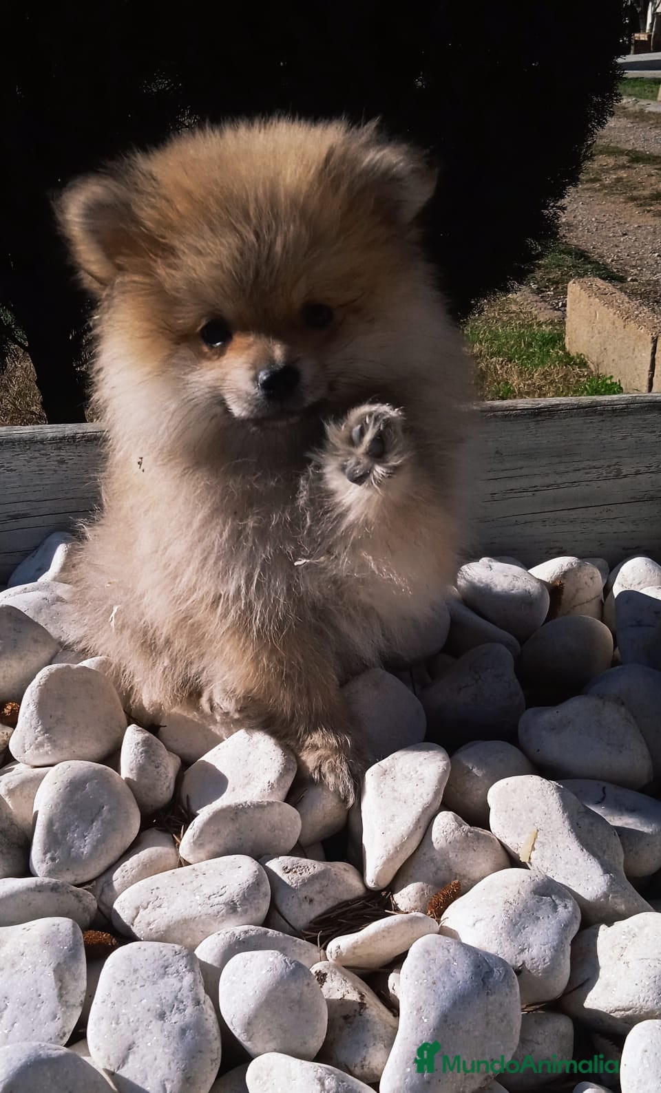 Pomerania perros POMERANIA - Anuncio 8