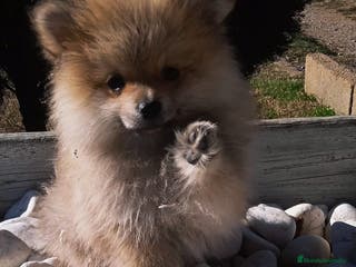 Pomerania perros POMERANIA - Anuncio 5