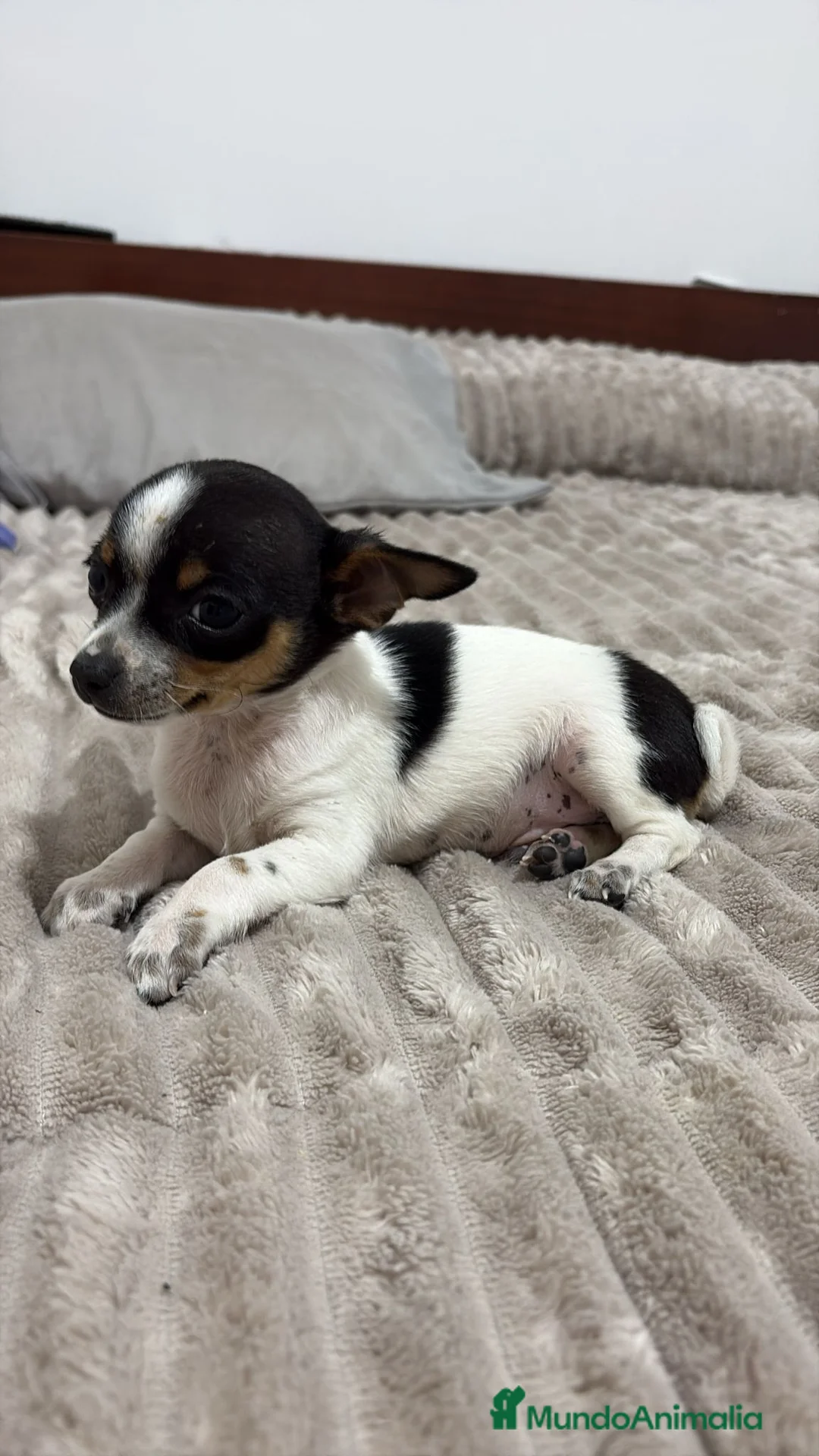 Chihuahua perros en venta: Chihuahua - Anuncio 2