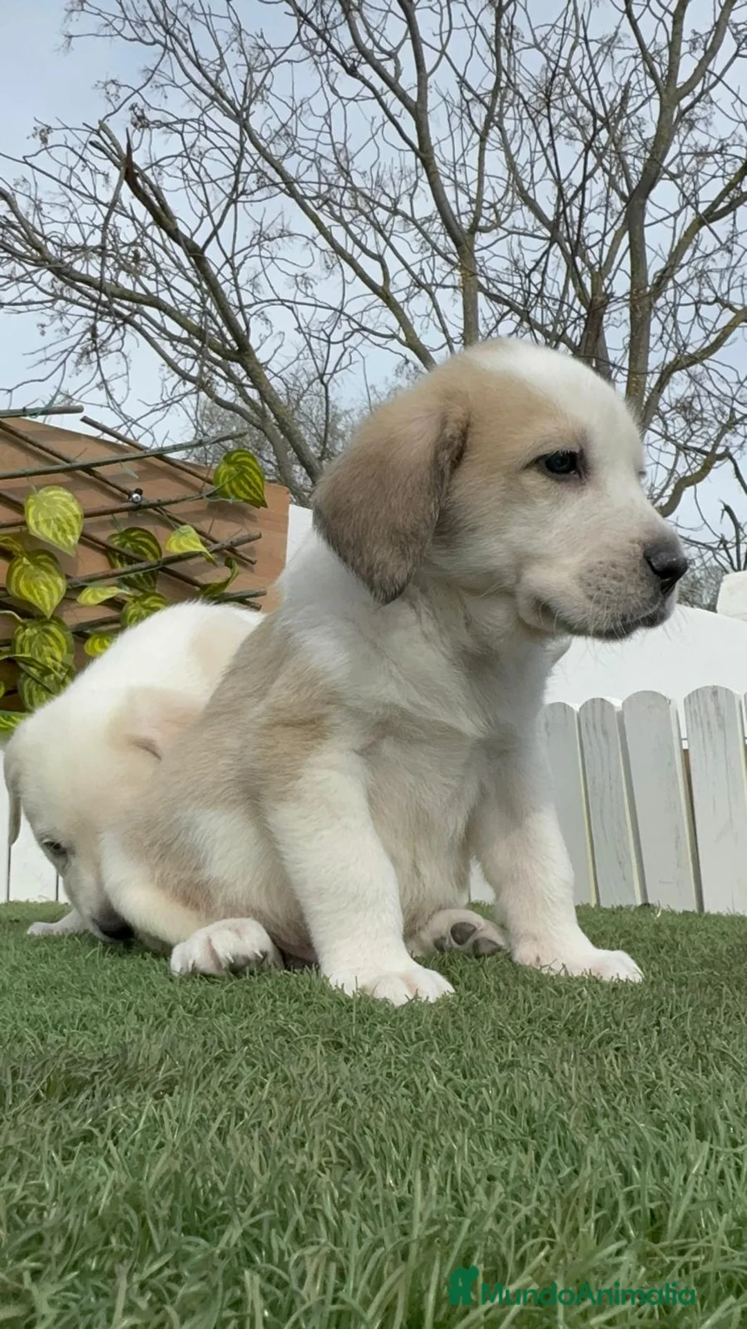 Mastín Español perros en venta: MASTIN ESPAÑOL - Anuncio 6