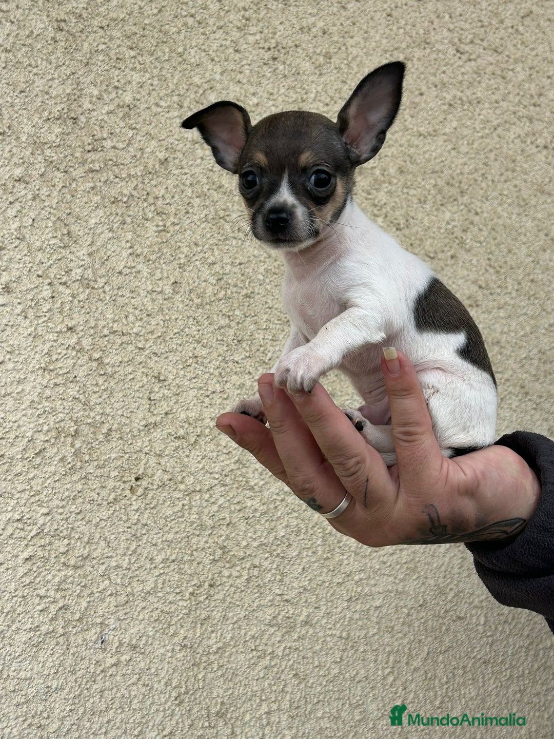Chihuahua perros en venta: Chihuahua  - Anuncio 4