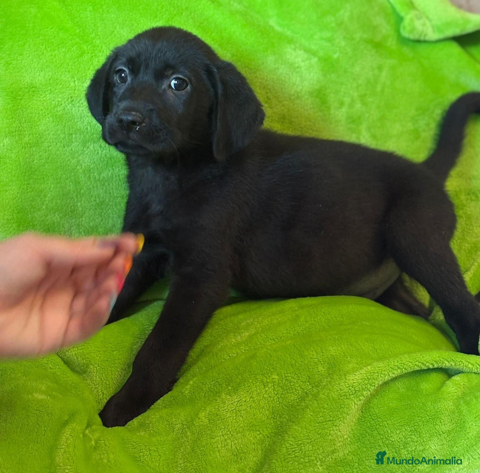 Labrador Retriever perros en venta: Último Labrador Negro macho !! - Anuncio 6