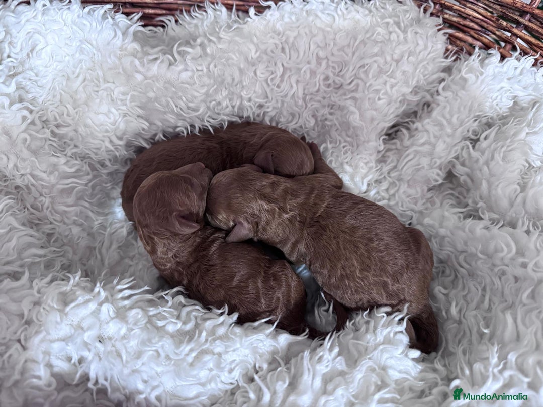 Caniche Toy perros en venta: CANICHE ROJO - Anuncio 8