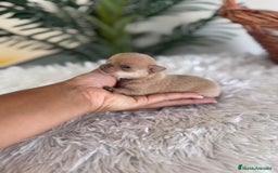 Chihuahua perros en venta: CHIHUAHUA MACHO CANELA - Imagen 1