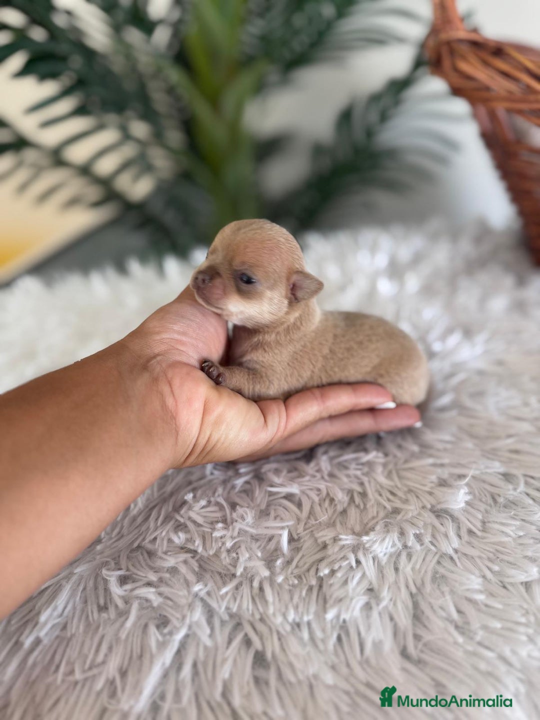 Chihuahua perros en venta: CHIHUAHUA MACHO CANELA - Imagen 1
