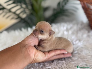Chihuahua perros - Anuncio 20