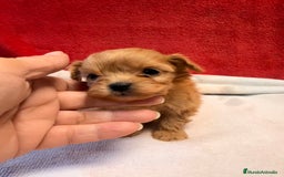 Shihpoo perros en venta: Preciosos ShihPoos de varios colores - Imagen 4