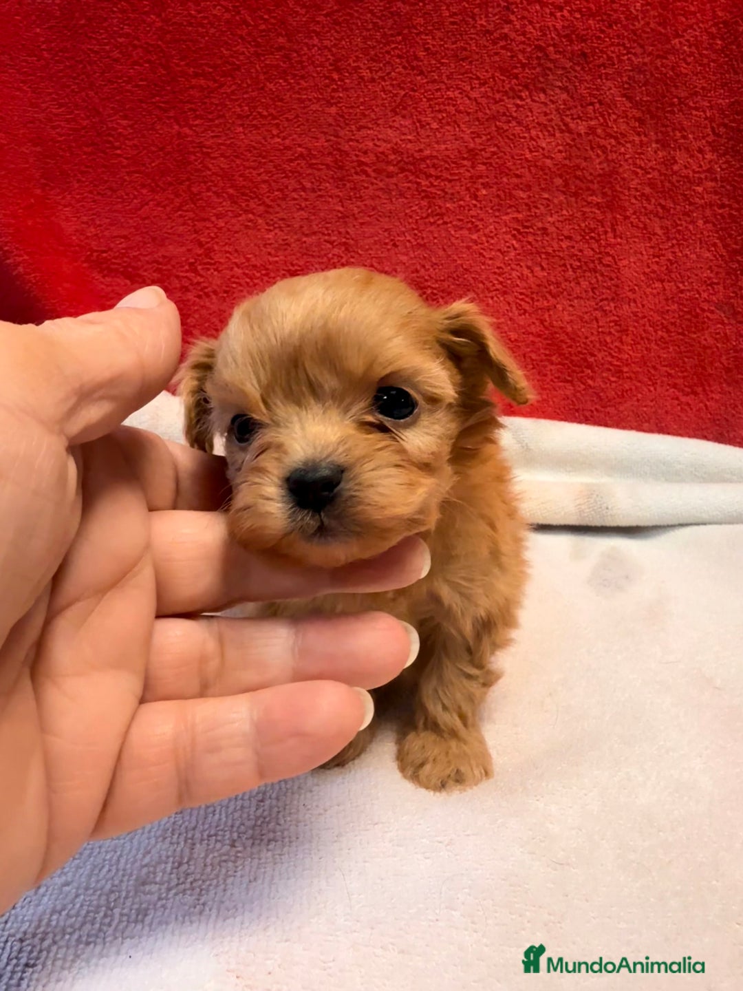 Shihpoo perros en venta: Preciosos ShihPoos de varios colores - Imagen 4