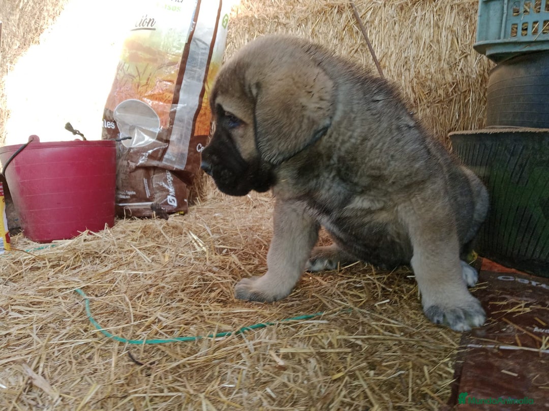 Mastín Español perros en venta: CACHORRO MASTÍN ESPAÑOL - Anuncio 3