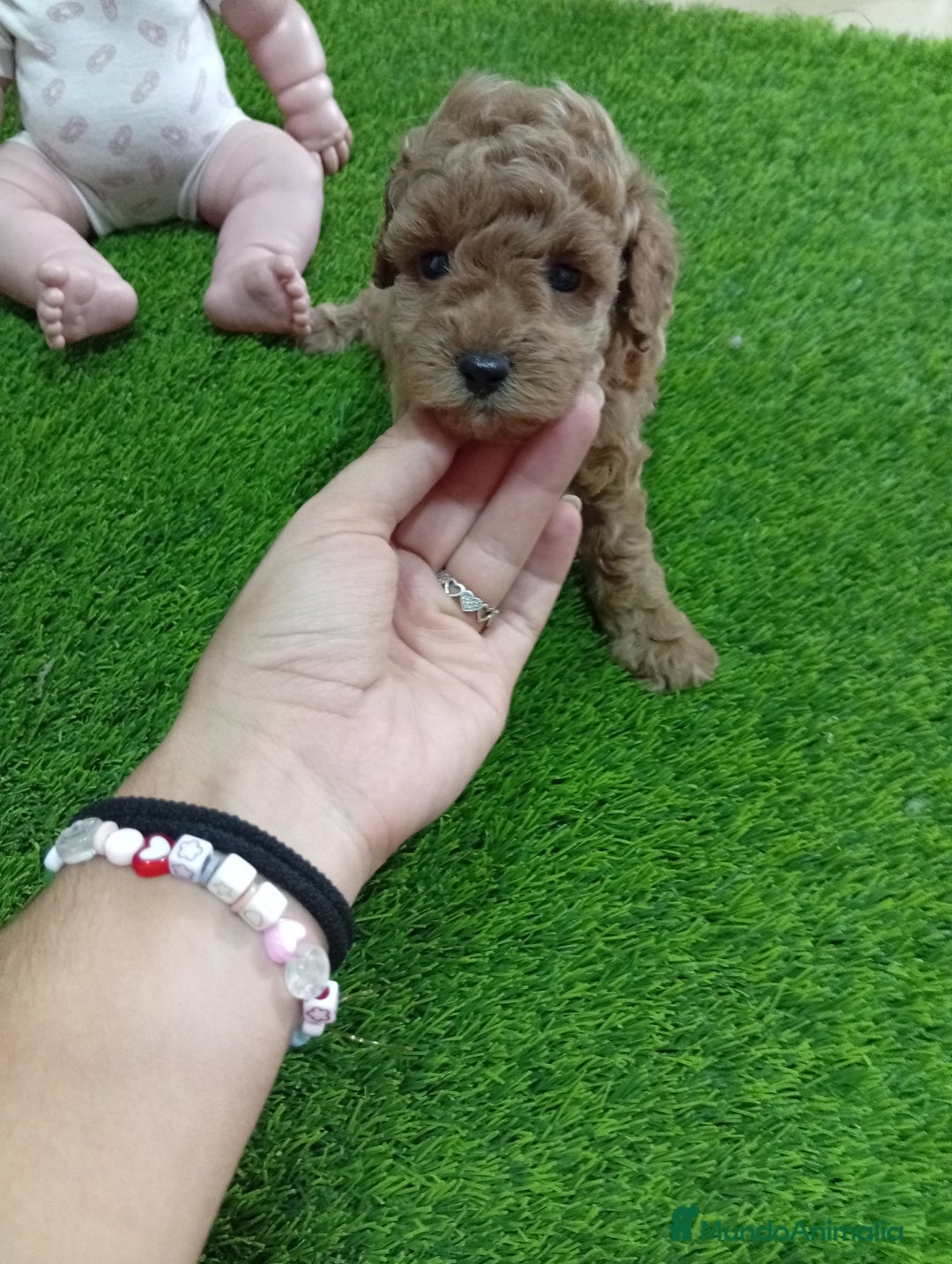 Caniche Toy perros en venta: PRECIOSA PAREJA DE CANICHE TOY - Imagen 3