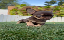 Chihuahua perros en venta: CHIHUAHUA MACHO - Imagen 19