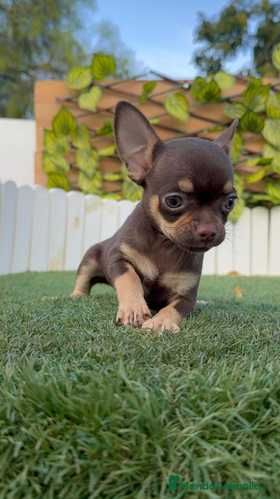 Chihuahua perros en venta: CHIHUAHUA MACHO - Imagen 19