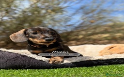 Teckel Miniatura perros en venta: TECKEL PELO DURO MINI - Imagen 5