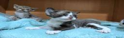 Devon Rex gatos en venta: Devon Rex – Gatitos disponibles - Anuncio 3