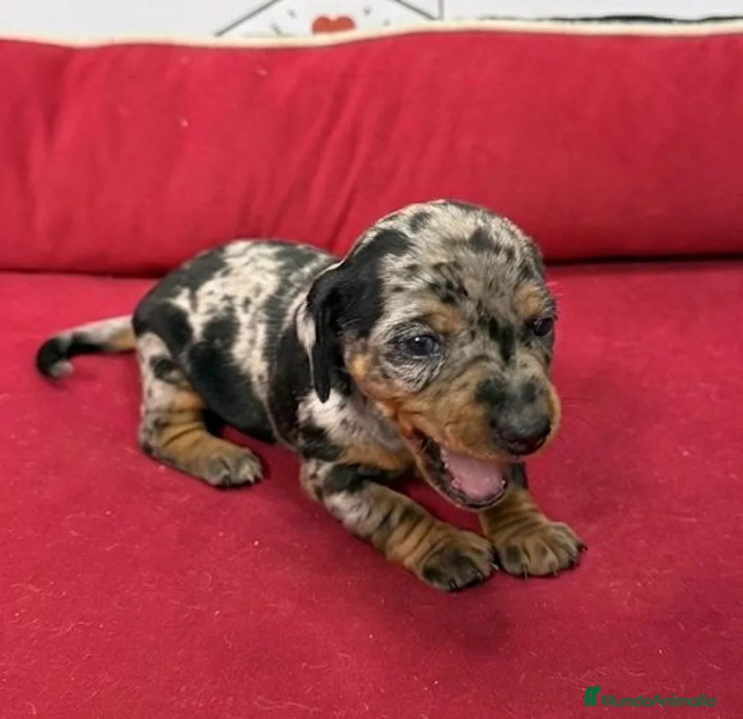 Teckel perros en venta: teckel - Anuncio 3