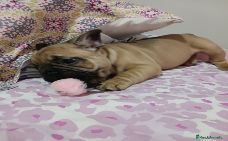 Bulldog Francés perros - Anuncio 1