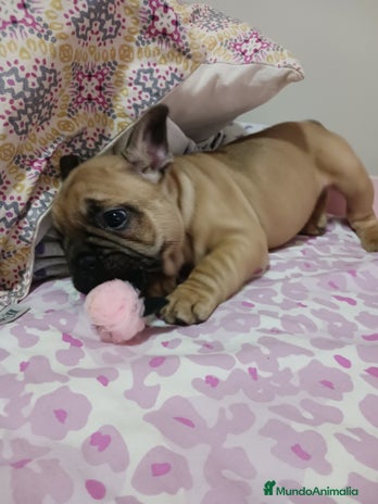 Bulldog Francés perros - Anuncio 2