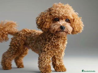Caniche Toy perros en Badajoz - Anuncio 8