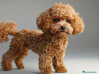 Caniche Toy perros Caniche apricot en Badajoz - Anuncio 37